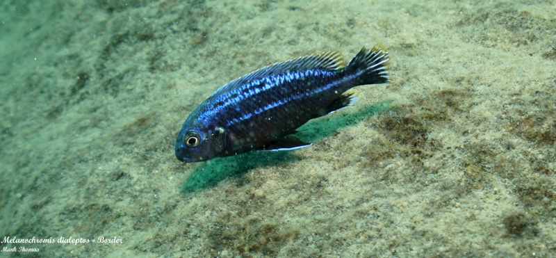 Melanochromis dialeptos 'Border'